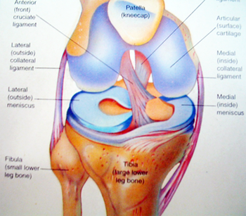 Anterior Cruciate Ligament Anterior Cruciate Ligament
